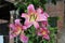 Large pink and yellow lily flowers, Empoli Orienpet hybrid