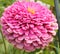 Large Pink Zinnia