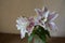 Large pinkish white flowers of oriental lilies