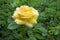 Large Pinkish Yellow Rose on Green Background -19