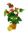 A large plant anthurium and yellow sprayer