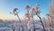 A large plant, a species of the genus Borscht of the Umbrella family, stands covered with frost against the background