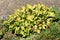 Large Plantain lily or Hosta foliage plant with partially dried shriveled ribbed leaves planted next to concrete sidewalk