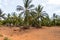 A large plantation of coconut palms