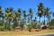 A large plantation of coconut palms and huts on the shores of the Indian Ocean, Malindi