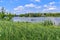 Large plantation of greater pond sedge on the shore of a lake in the countryside. Natural panorama with green thickets of tall