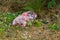 A large plastic bag filled with waste together with a number of glass bottles that have been dumped illegally in local parkland in