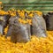 Large plastic bags with collected autumn leaves, street cleaning in leaf fall