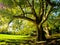 Large Platan trees in a park Platanus acerifolia