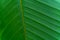 Large plate of green leaf of a tree or bush on close examination so that its structure with all the folds, large and