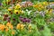 A large plot with beautiful blooming colorful flowers - pansies