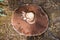 A large plucked mushroom lies on the ground