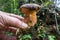 A large plucked Polish mushroom in the hands of a mushroom picker