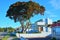 large Pohutukawa tree in front of modern beachfront house