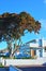 large Pohutukawa tree in front of modern beachfront house