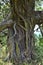 Large Pohutukawa Tree Trunk Detail