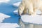 Large polar bear, about 1200 pounds, stops for a drink of melted snow