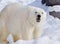 Large Polar Bear in Asahiyama zoo, Hokkaido, Japan, during winter time.
