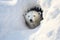 Large polar bear on ice. White bear on snowy background peeks out from a snowy den. Wildlife nature