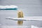 Large polar bear stands on ice floe near the Arctic Circle