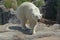 A large polar bear walks in the park. Animals in the wild.