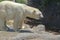 A large polar bear walks in the park. Animals in the wild.