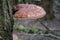 Large polypore growing on a bark of a tree in the forest. Close-up of red tinder fungus on a tree