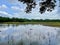 Large pond surrounded by lush green grass and rocks in a tranquil setting