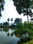 A large pond and two palm trees in a beautiful village environment.