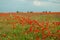 Large poppy field in the desert.