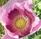 Large poppy head in full bloom