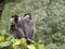 large population of Green Monkey, Chlorocebus aethiops, lives on Lake Awassa, Ethiopia