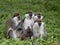 Large population of Green Monkey, Chlorocebus aethiops, lives on Lake Awassa, Ethiopia