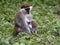 Large population of Green Monkey, Chlorocebus aethiops, lives on Lake Awassa, Ethiopia