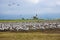 A large population of white cranes