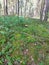 A large porcini mushroom in a clearing of moss in a forest.