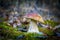 Large porcini mushroom grows in nature