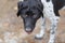 A large portrait of a blind dog breed Pointer