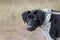 A large portrait of a blind dog breed Pointer