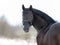 A large portrait of a chestnut stallion against the background of a snowy forest. The horse turns back