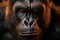 Large portrait of a gorilla\\\'s face