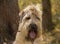 Large portrait of Irish wheaten Terrier, tongue sticking out