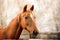 A large portrait of a red Holstein horse with a white stripe on its muzzle.