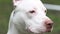 A large portrait of a white American Pit Bull terrier breed dog with a red fawn nose lobe looking attentively
