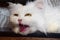a large portrait of a white sixteen-year-old cat that got angry. close up.