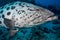 A Large Potato Cod gets cleaned by Cleaner Wrasse