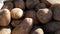 Large potatoes in bag. Huge potato harvest close up view