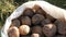 Large potatoes in bag. Huge potato harvest close up view