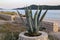 Large potted agave plant near the sea