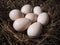 Large poultry eggs lie in the hay